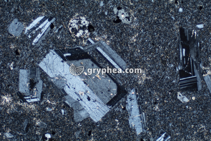 Trachyte LPA x6,3 - gryphea.com